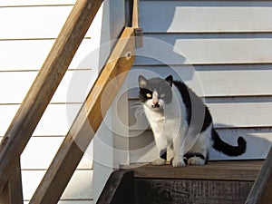 Two-color cat looks into the camera.