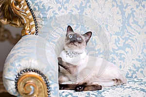 A two-color cat without tail of Mekong Bobtail breed with a jewel a precious necklace of pearls around his neck sits on