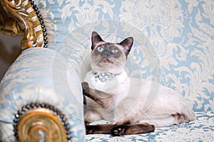 A two-color cat without tail of Mekong Bobtail breed with a jewel a precious necklace of pearls around his neck sits on