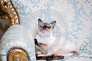 A two-color cat without tail of Mekong Bobtail breed with a jewel a precious necklace of pearls around his neck sits on