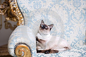 A two-color cat without tail of Mekong Bobtail breed with a jewel a precious necklace of pearls around his neck sits on