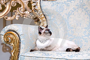 A two-color cat without tail of Mekong Bobtail breed with a jewel a precious necklace of pearls around his neck sits on