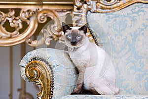 A two-color cat without tail of Mekong Bobtail breed with a jewel a precious necklace of pearls around his neck sits on