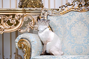 A two-color cat without tail of Mekong Bobtail breed with a jewel a precious necklace of pearls around his neck sits on