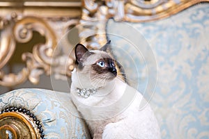 A two-color cat without tail of Mekong Bobtail breed with a jewel a precious necklace of pearls around his neck sits on