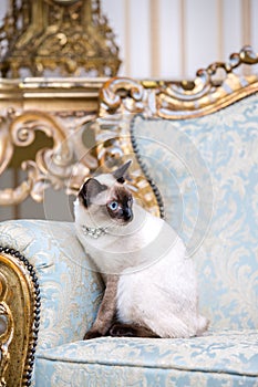 A two-color cat without tail of Mekong Bobtail breed with a jewel a precious necklace of pearls around his neck sits on