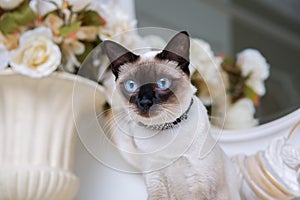 Two color cat without tail Mekong Bobtail breed with jewel precious necklace of pearls around neck. Cat And necklace