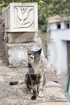 Two color cat, the yin and the yang