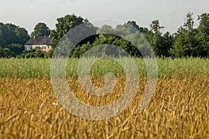 Two color cereal field with country house