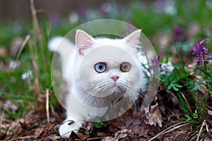 Two color eyes of white kitten in the garden, cat on grass