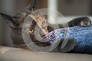 Two color face cat playing with a fish toy