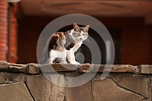 Two-color gray and white cat sitting on a stone fence