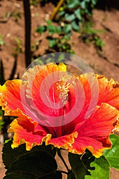 Two color hibiscus