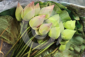 Two color lotus bud flowers on lotus leaf. Buddhism offerings