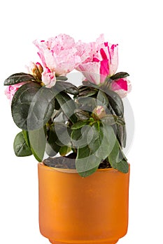 Two-color mini-azalea