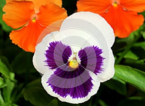 Two color original Pansy flowers. Viola x wittrockiana.