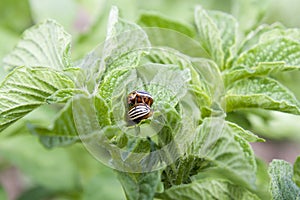 Two colorado beetles (potato beetle) sitting on potato leaves.