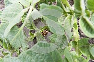 Two colorado beetles (potato beetle) sitting on potato leaves.