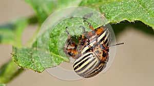 Two Colorado Striped Beetles - Leptinotarsa Decemlineata. This Beetle Is A Serious Pest Of Potatoes. Reproduction Of