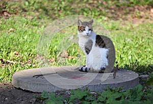 Two-colored cat sits on a concrete manhole cover among the grass