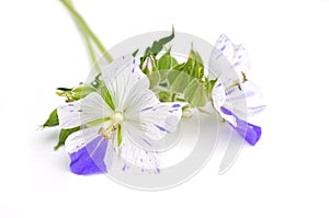 Two colored geranium flowers