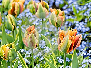 Two colored green-yellow tulips
