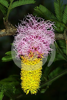 Two-colored inflorescence of sickle bush, Dichrostachys cinerea photo