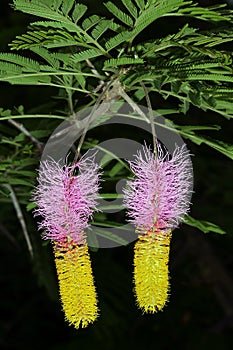 Two-colored inflorescences of sickle bush, Dichrostachys cinerea photo