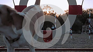 Two-colored pet jumps into the ring at competitions. Dog breed beagle smooth coat competing in an agility trial jumping through ti