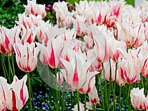 Two-colored Red-white tulips