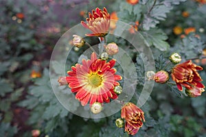 Two colored red and yellow flower of Chrysanthemum