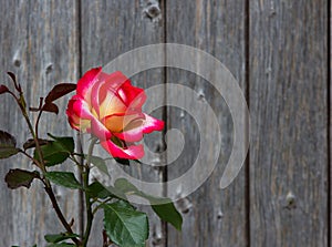 Two colored Rose in front of wooden background.