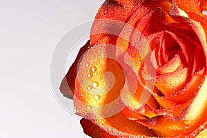 Two colored rose -zweifarbige Rose photo