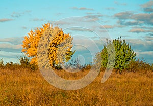 Two colored trees in the field in autumn.