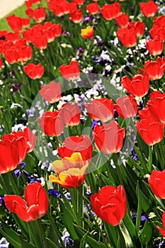 Two colored tulip with around red tulips in a garden in Istanbul Tulip Festival