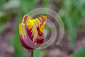 Two-colored tulip bloomed on a flower bed in the city.