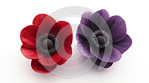 Two Anemone Flowers Red and Purple