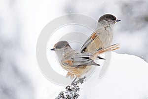 Two colorful birds, Siberian jay Perisoreus infaustus, sitting on a branch in the snow on winter day