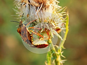 Two colorful bugs at the foot of an overblown burdock flower