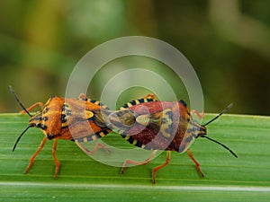 Two colorful bugs inextricably linked photo