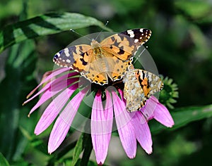 Two colorful butterfly nymphalid Admiral.