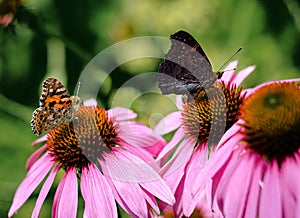 Two colorful butterfly nymphalid Admiral.