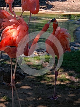 Two colorful Caribbean flamingos playing at zoo