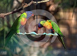 Two Colorful Lorikeets Eating From A Feeder