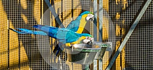 Two colorful macaw parrot birds sitting and drinking out of a tray