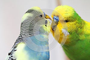 Two colorful male budgies - very good friends