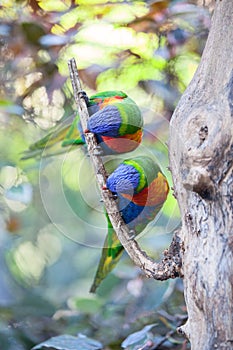 Two colorful parrot on a branch