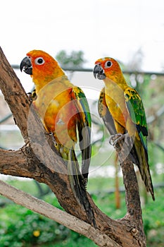 Two colorful parrots close-up on a branch