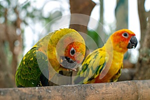 Two colorful parrots close-up on a branch eating the creals