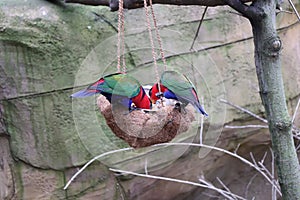 A two colorful parrots eating some special food for them